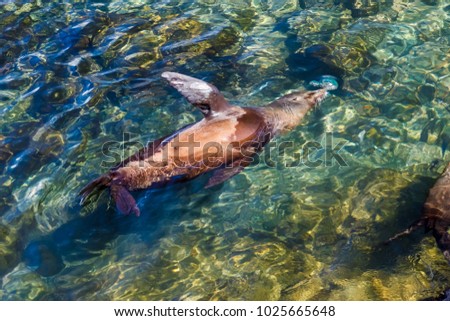 Female sea lion swims happily in the sea between the rocks, South Plaza Island, Galapagos.