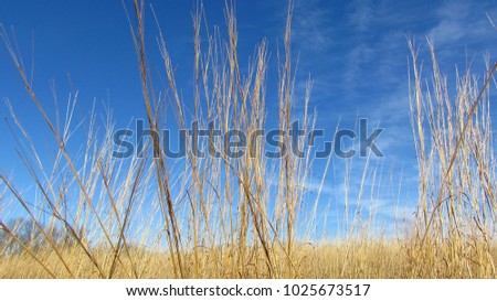 Winter Grass on a Blue Sky