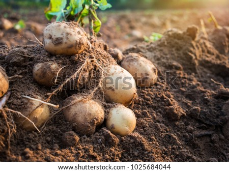 fresh organic potatoes in the field Royalty-Free Stock Photo #1025684044