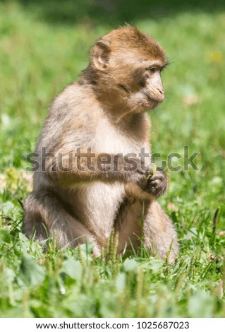 Picture of playing and eating barbary macaques on a meadow during summertime