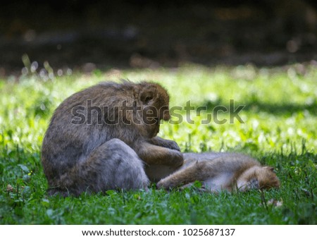 Picture of playing and eating barbary macaques on a meadow during summertime