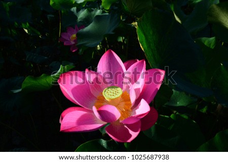 Intoxicating garden and beautiful lotus