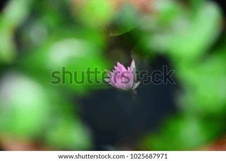 Intoxicating garden and beautiful lotus