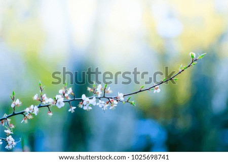 Delicate blossoming apricot tree on a sunny spring day on a blurred background.