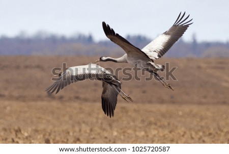 Common cranes (Grus grus) in flight