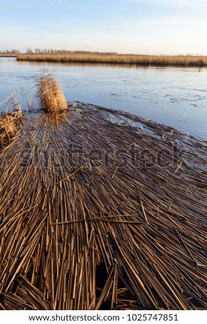 Reed vs. Sunset. Selective focus. Shallow depth of field. Beautiful sunset over the lake among the reeds in the water