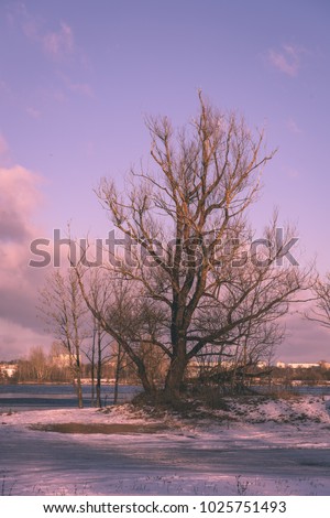 winter rural scene with snow and frozen trees - vintage retro effect