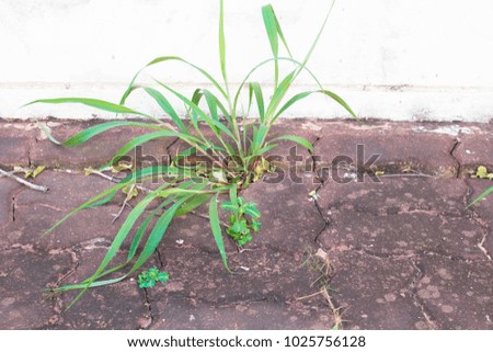 Grass on the side of the road with white walls.