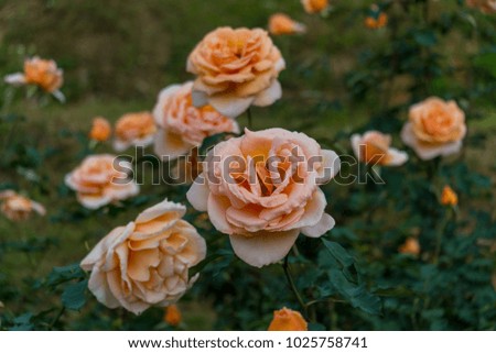 Orange flower rose on nature light background.