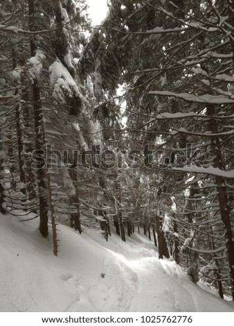 Forest in winter covered in snow