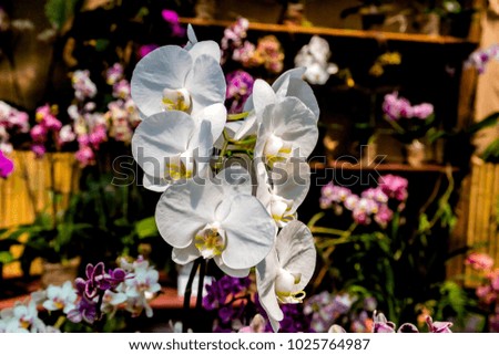 MACRO PICTURES OF THE ORCHID Flower Phalaenopsis
