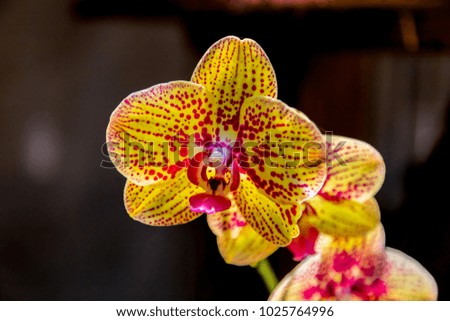 MACRO PICTURES OF THE ORCHID Flower Phalaenopsis