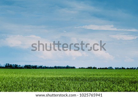 ears of wheat are sung on the field in summer