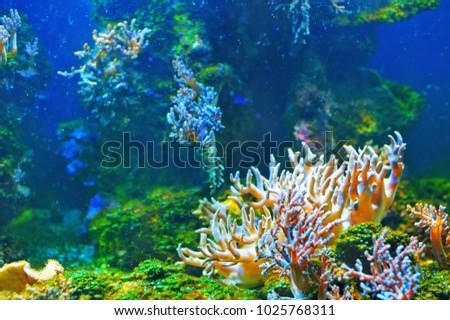 Colorful empty underwater world