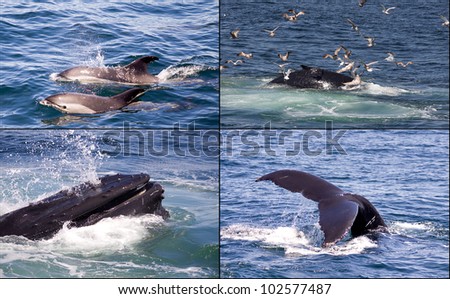 Collection of whale watching pictures in New England