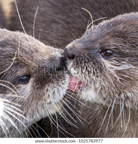 Otters kissing on a cold winters day (lutra lutra)