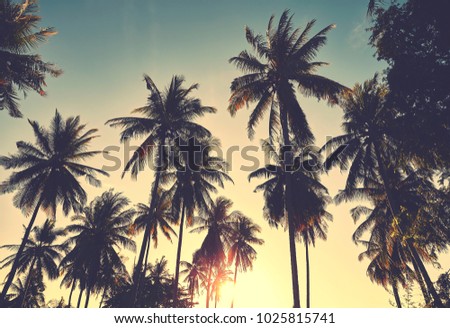 Retro stylized toned picture of coconut palm trees silhouettes at sunset, vacation concept.
