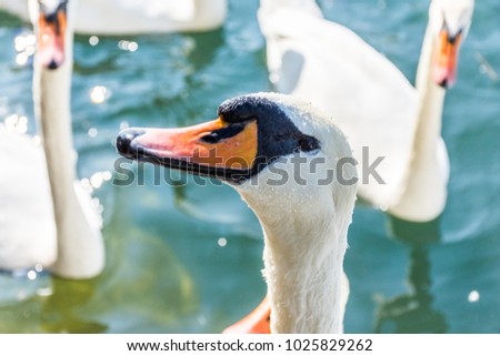 Close up of beautiful swan during a sunny day on the Lake Zurich, with other swans on the background, Switzerland