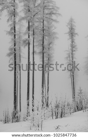 Amazing winter forest. Misty scenery.