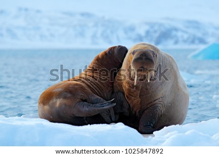 Mother with cub. Young walrus with female. Winter Arctic landscape with big animals. Walrus, Odobenus rosmarus, stick out from blue water on white ice with snow, Svalbard, Norway.