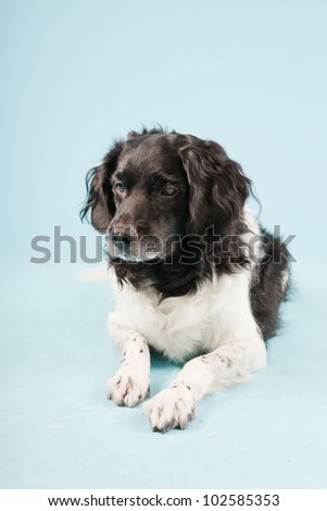Studio portrait of Stabyhoun or Frisian Pointing Dog isolated on light blue background