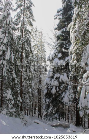 a narrow path among tall fir trees
