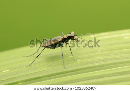tiger beetle insect