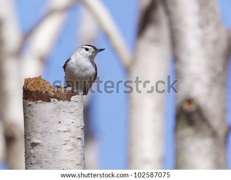 White-breasted Nuthatch Perched on a Stump in a White Birch Forest