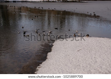 Ducks and birds on the snow, in front of an ice-cold lake. It is in the day and in winter season. Shooting without character, outdoor. Pond of the Mute in the mean of Elancourt in France.