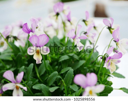 Potted pansy flowers