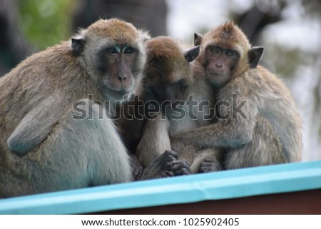 Closeup of a cute monkey family at the monkey mountain Khao Takiab in Hua HIn, Thailand, Asia Royalty-Free Stock Photo #1025902405