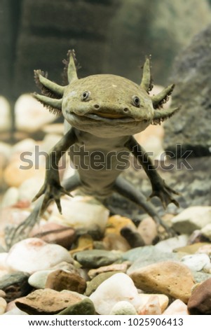 Axolotl Mexican in aquarium. Royalty-Free Stock Photo #1025906413