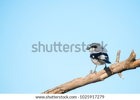 Southern Grey Shrike Lanius meridionalis Royalty-Free Stock Photo #1025917279