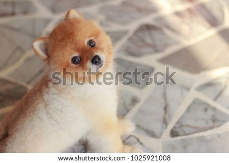 Pomeranian Dog Short Hair On White Background Images And Stock