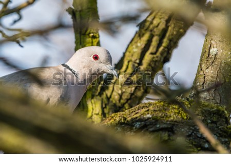 Dove sitting on tree branch. Many details, a very detailed picture. Beautiful red eye.