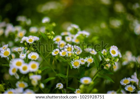 flowers in the garden in the summer