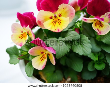 Potted pansy flowers