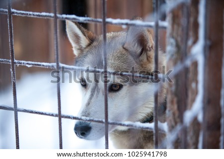 dog breed husky in an aviary for animals