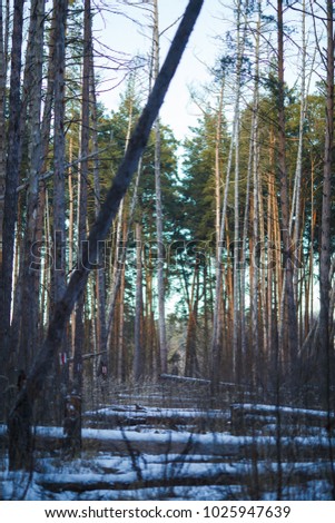 Picture of winter landscape, snow in forest