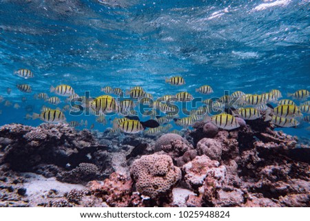yellow fish on the reef