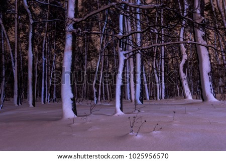 Night in a snow-covered forest. A lot of snow fell. Snow covered all the paths and wrapped the trees. The forest has turned into a fabulous beautiful place.
