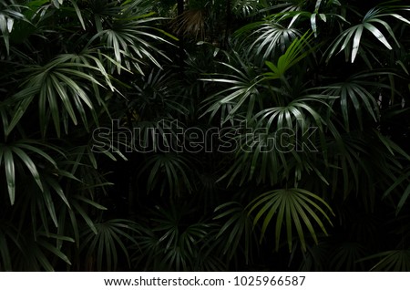 Dark shadow of Tropical leaves background Royalty-Free Stock Photo #1025966587