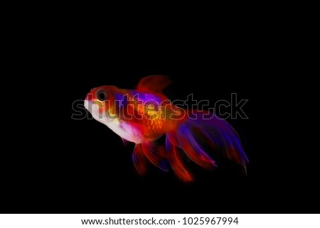 veiltail. gold fish. on a black background.