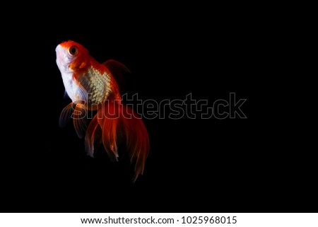 veiltail. gold fish. on a black background.