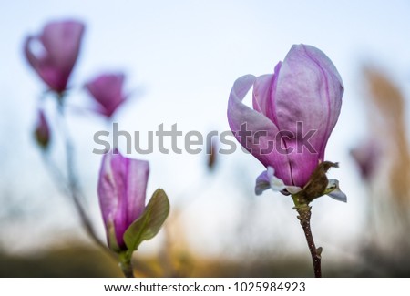 magnolia flowers blur