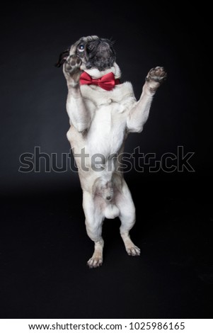 funny pictures of a pug my photostudio