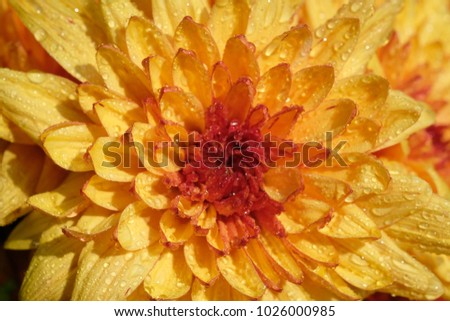 Yellow flower, Dew drop on petal of yellow Chrysanthemum flower on the morning or beautiful yellow flower image use for web design and yellow flower background