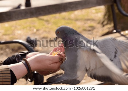 Pigeons eating from a woman's hand in the park. 