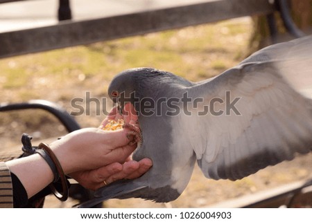 Pigeons eating from a woman's hand in the park. 