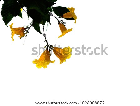 Tecoma stans or Yellow Trumpetbush Flowers on a white background 
